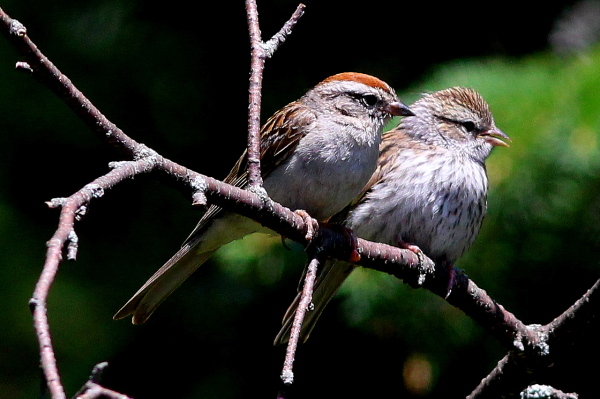 Adult and juvenile Chipping Sparrows...