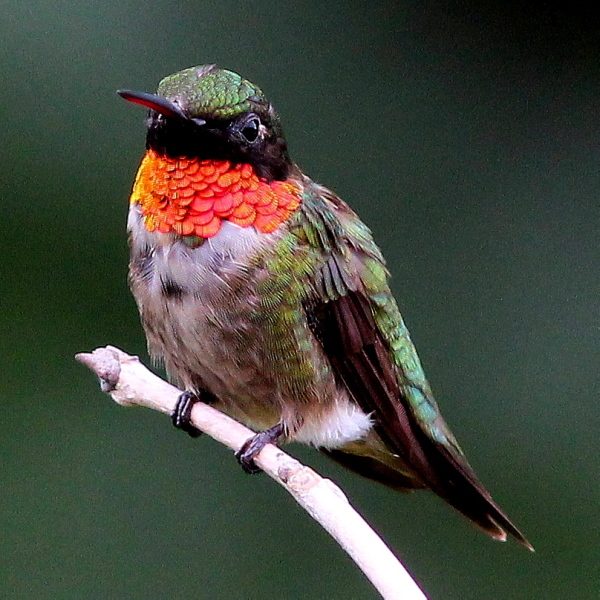 Male Ruby-throated Hummingbird...