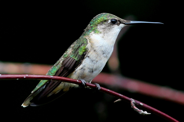 Female Ruby-throated Hummingbird...