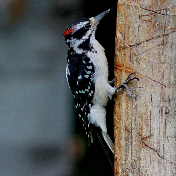 Male Hairy Woodpecker...