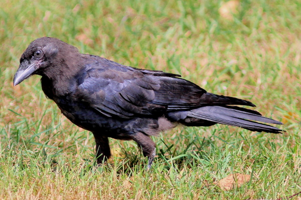 American Crow who cleans the yard...