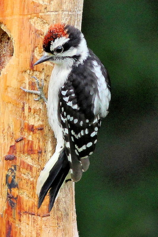 Juvenile Downy Woodpecker...