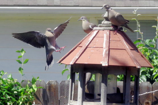 Ringneck doves in my back yard...