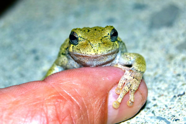 This tree frog kept jumping on my arm when I was t...