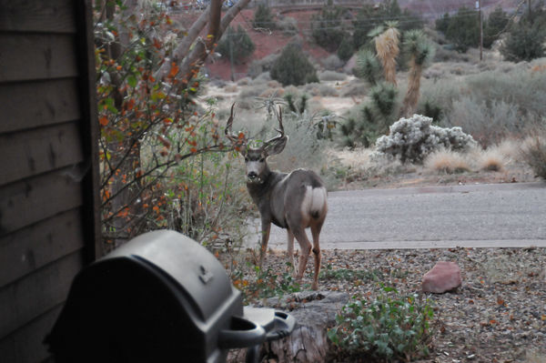 Mule Deer Buck near our patio....