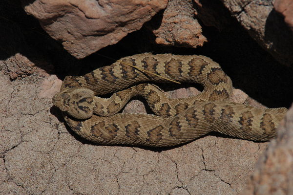 Great Basin Diamondback Rattlesnake...