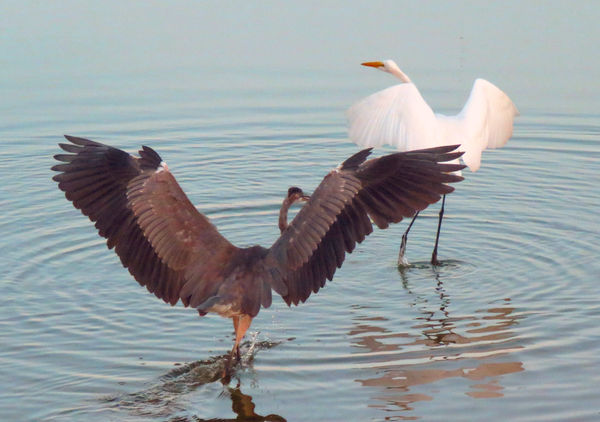 Great white egret and Tri-colored Heron...