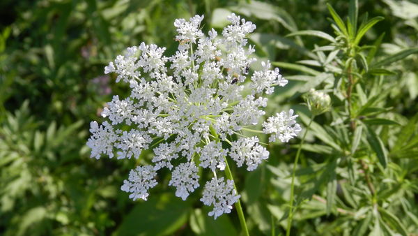 Queen Anne's lace...