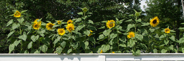 Cropped the fence but the flowers were swallowed b...