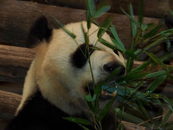 Bamboo Snack...