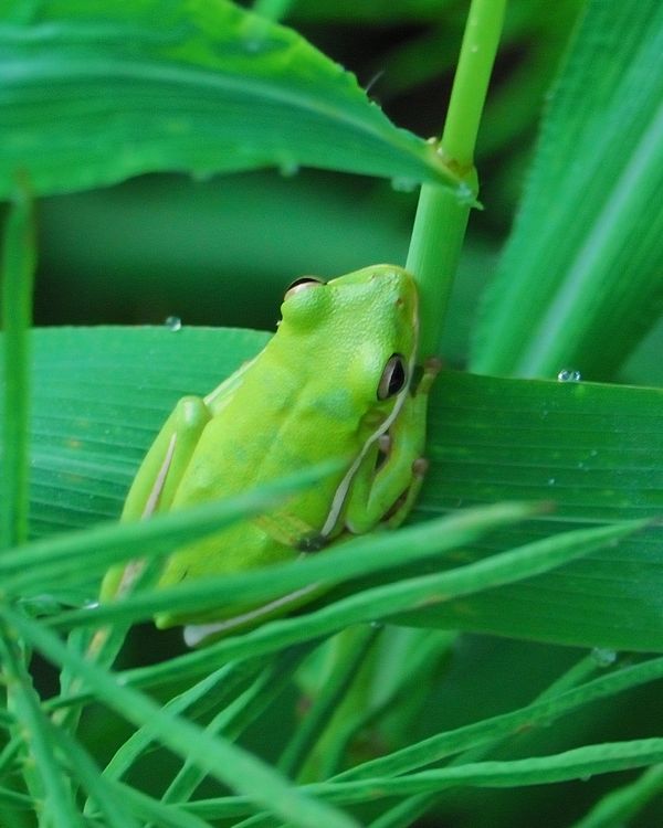 Tree Frog...