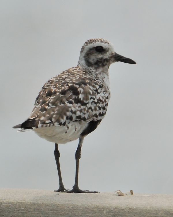 Black-bellied Plover (Male) at Tampa Bay shoreline...