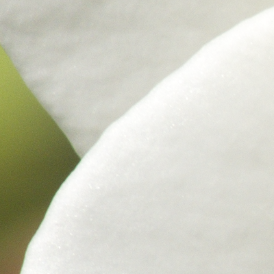 White petal 1:1 (from a Nikon D800e)  Cropped...