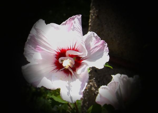 Rose of Sharon at home...