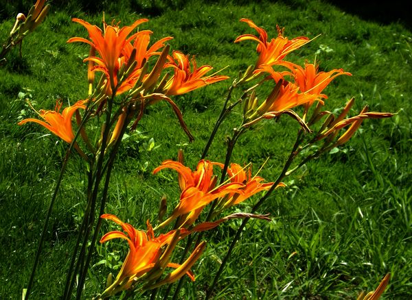 daylilies at home...