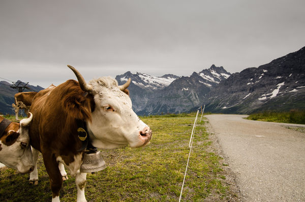 no. 5 Happy Swiss cows with Schreckhorn in backgro...
