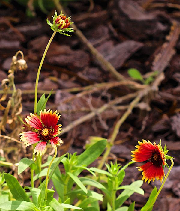 some blanket flowers at Silver springs park....