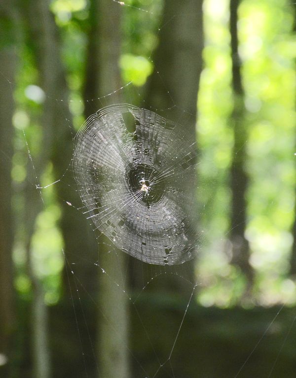 Web along the trail...