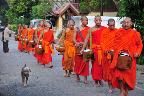 Several hundred monks walk at dawn to receive rice...