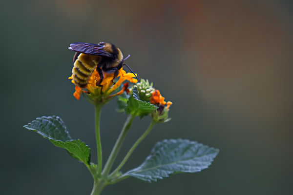 Bee in Lantana...