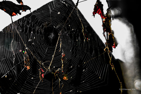 spider web...