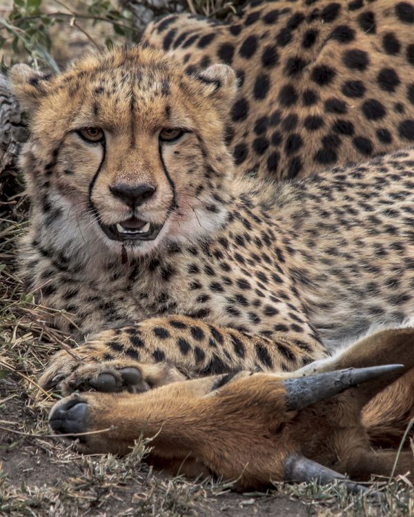 Serengeti Cheetah cub...