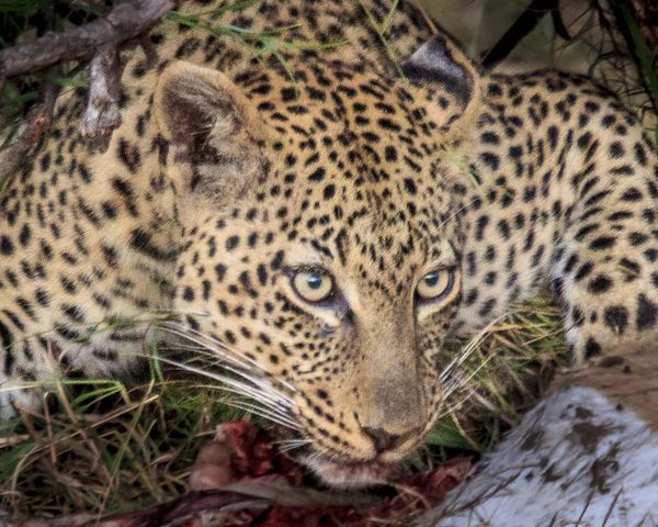 Serengeti Leopard...