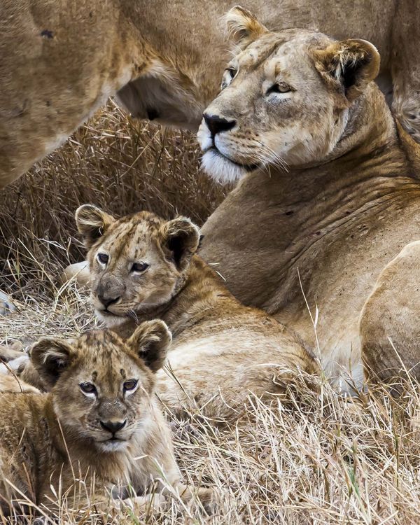 Serengeti Lioness and cubs...