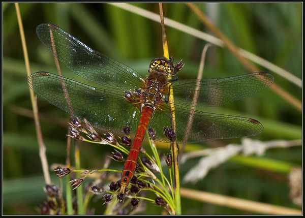 Red darter Dragonfly...
