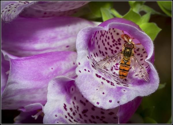 Hoverfly in Foxglove....