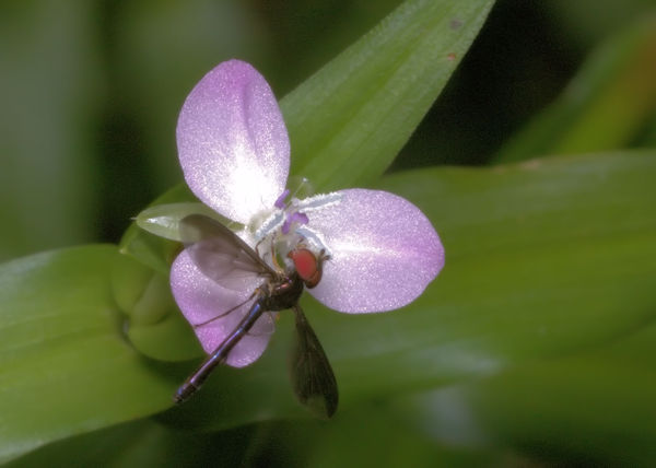 Syrphid fly on Marsh dewflower 2...