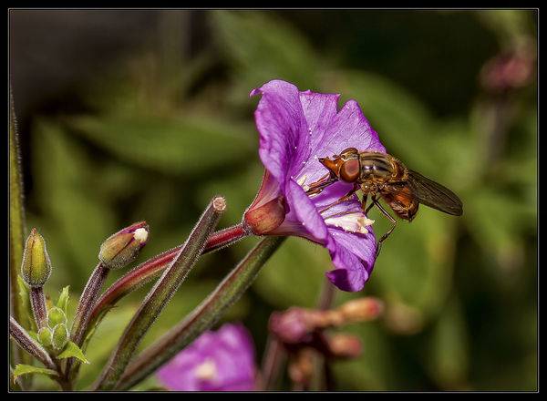 Hoverfly....