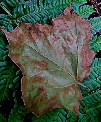 Leaf on Ferns...