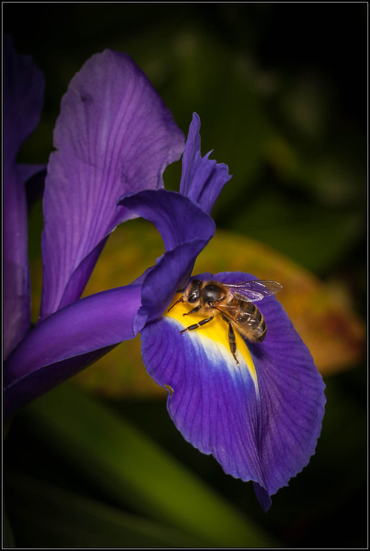 Bee on an Iris....