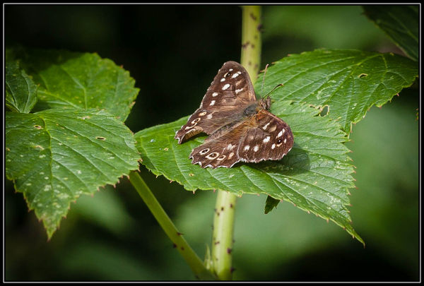 Speckled wood Butterfly....
