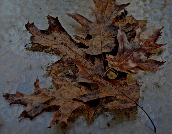 Oak Leaves...