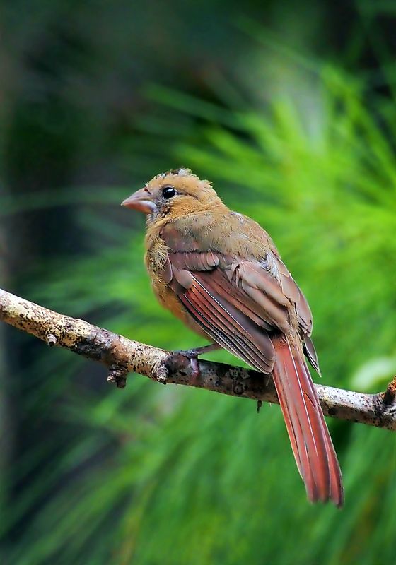 Colorful immature female cardinal enjoy 