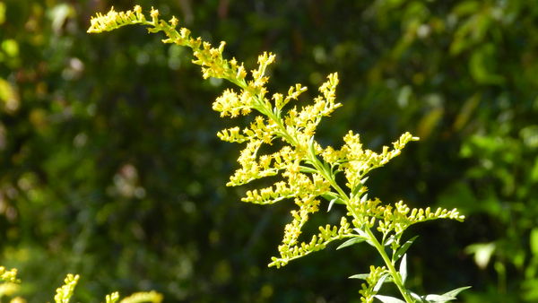 Could this be ragweed? Achoo!...