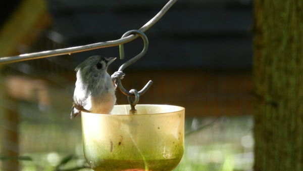 Tufted titmouse, but his tuft isn't showing!...