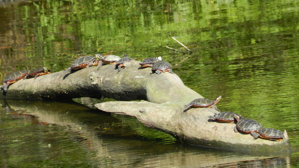 Turtles were abounding, but none of the huge ones ...