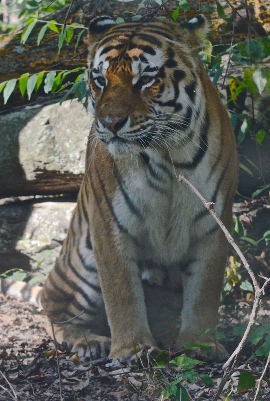 Posing Tiger...