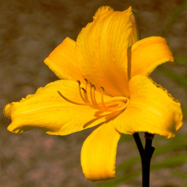 A day Lily from North Carolina welcome center...