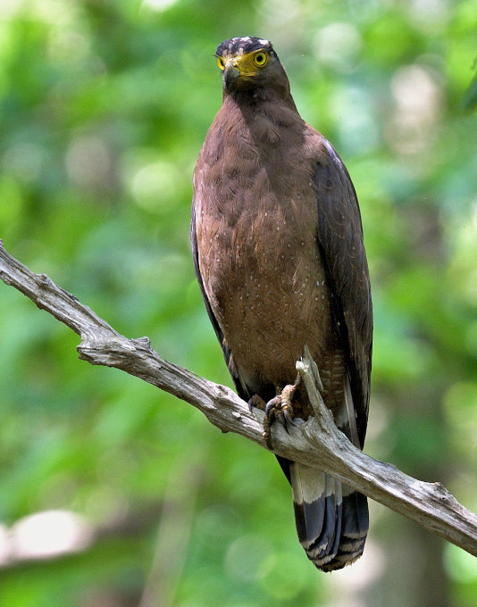 Crested Serpent Eagle - Watching over the woods.....