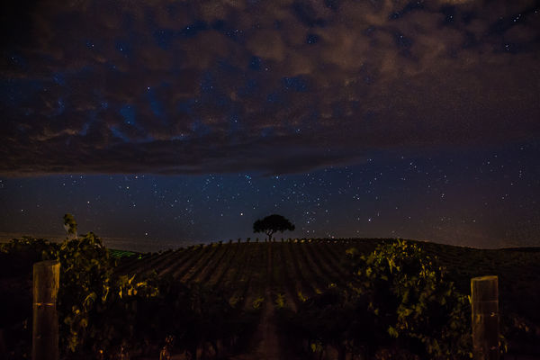 Taken in a Vineyard at 3:00 am Wednesday morning a...