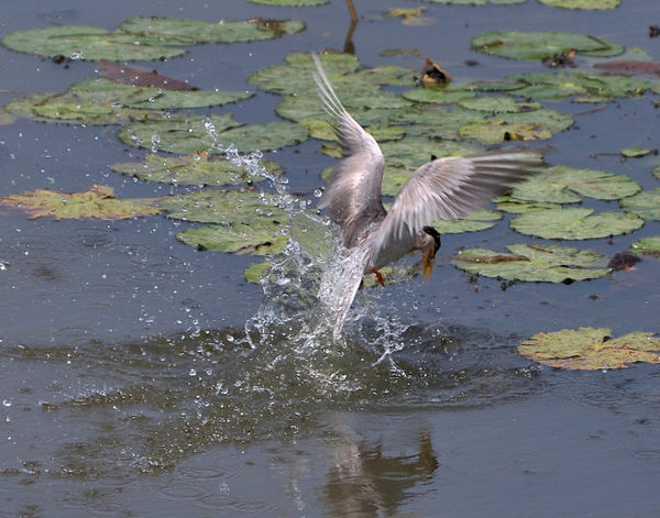 River Tern - Making a splash - gotcha!!...