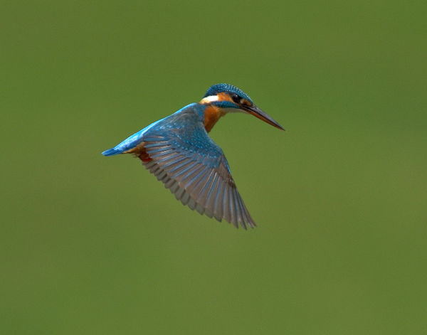 Common Kingfisher - moments before striking.....