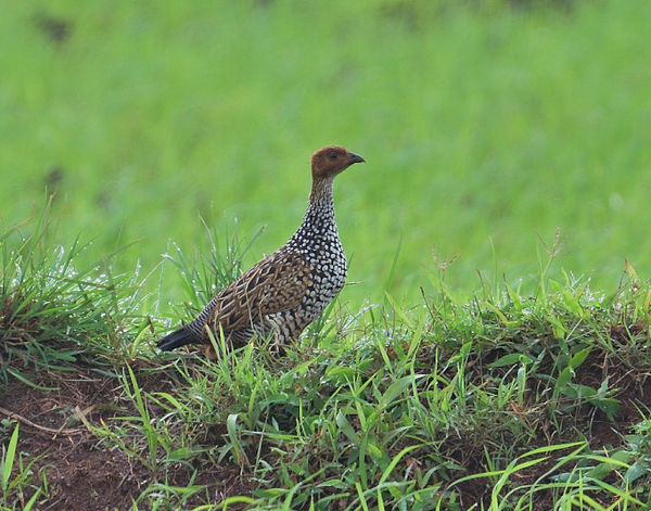 Painted Francolin - Announcing the arrival of the ...