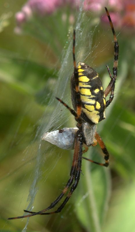 Close-up capture of a Yellow & Black orbweaver wit...