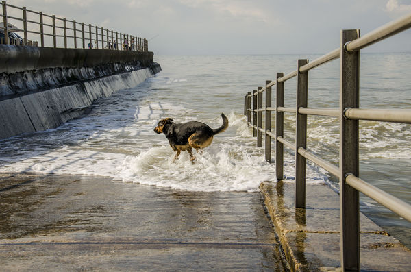 ...and the dog got her swim....