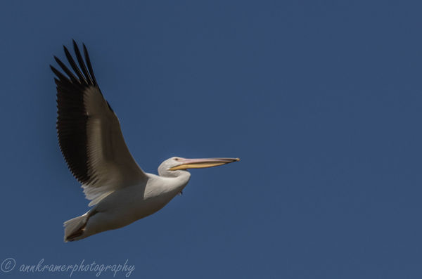 White Pelican ascension...